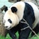 Get a peek at the adorable and elusive Giant Panda.